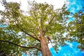 Trusted Park Ridge, IL  Tree Services Experts